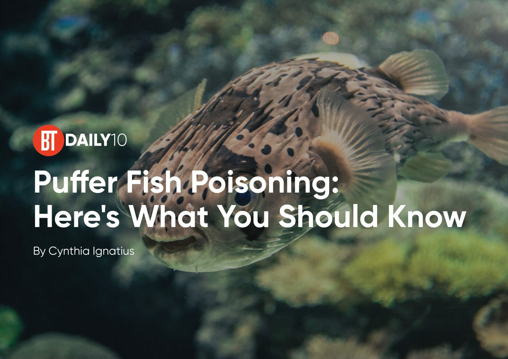 Puffer Fish Poisoning: What You Need To Know | BusinessToday