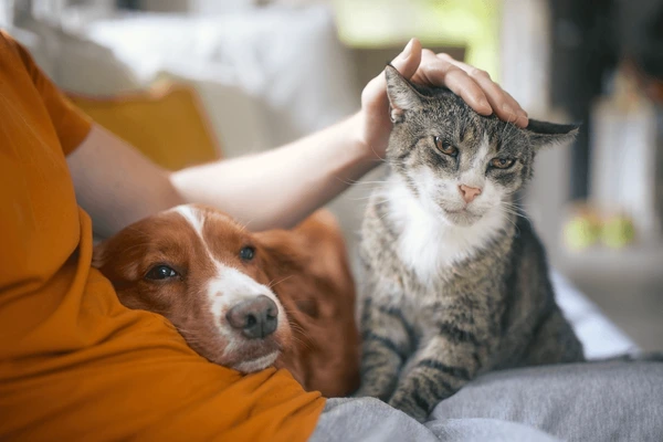 The Stress-Relieving Benefits of Pet Ownership – BusinessToday